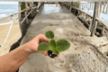 VAT King of Peas African Violet Starter Plants (Streptocarpus ionanthus) – 2 Live Young Plants