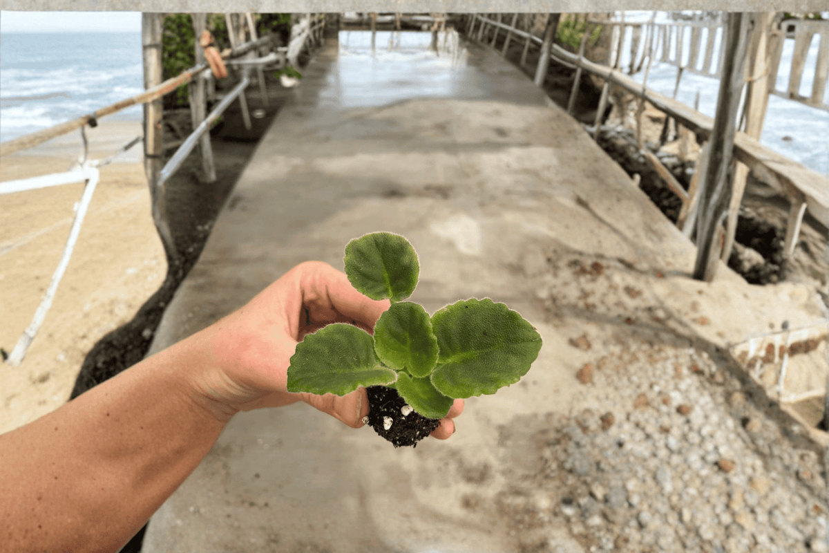 VAT King of Peas African Violet Starter Plants (Streptocarpus ionanthus) – 2 Live Young Plants