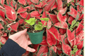 Peperomia Hope 2 Live Starter Plants – Bare Root, 2-Inch Nursery Size