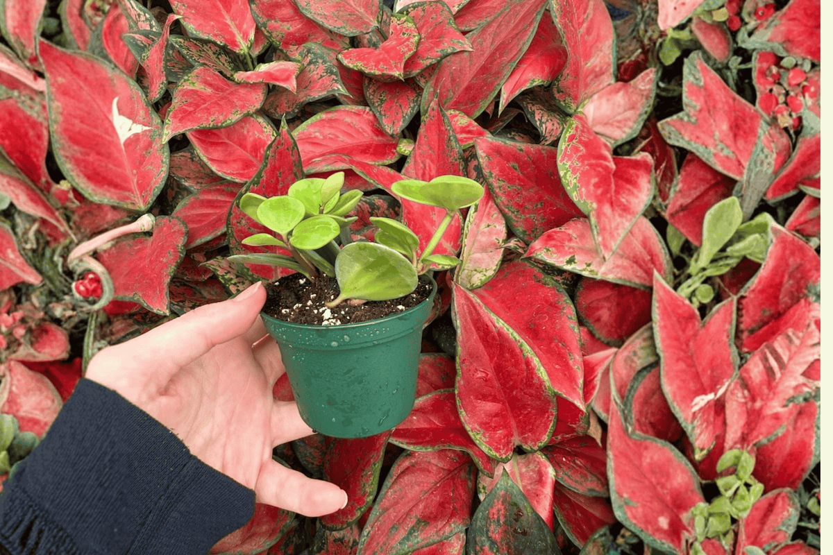 Peperomia Hope 2 Live Starter Plants – Bare Root, 2-Inch Nursery Size