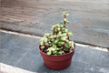 Variegated Elephant Bush Portulacaria afra - Live Plant, 3" or 4.5" Pot, Pet Safe