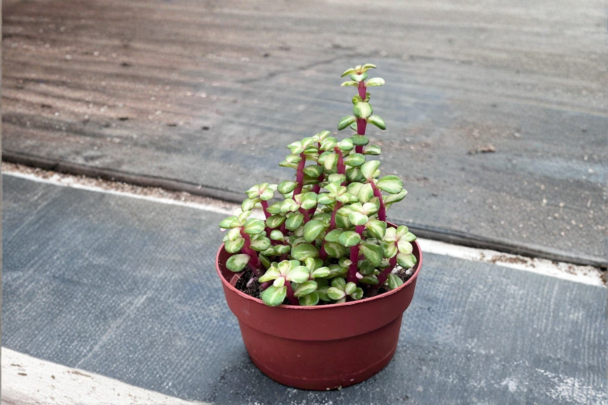 Variegated Elephant Bush Portulacaria afra - Live Plant, 3" or 4.5" Pot, Pet Safe