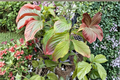 Beni Fuji Dogwood Cornus florida - 12" Live Grafted Tree, Pink Spring Blooms