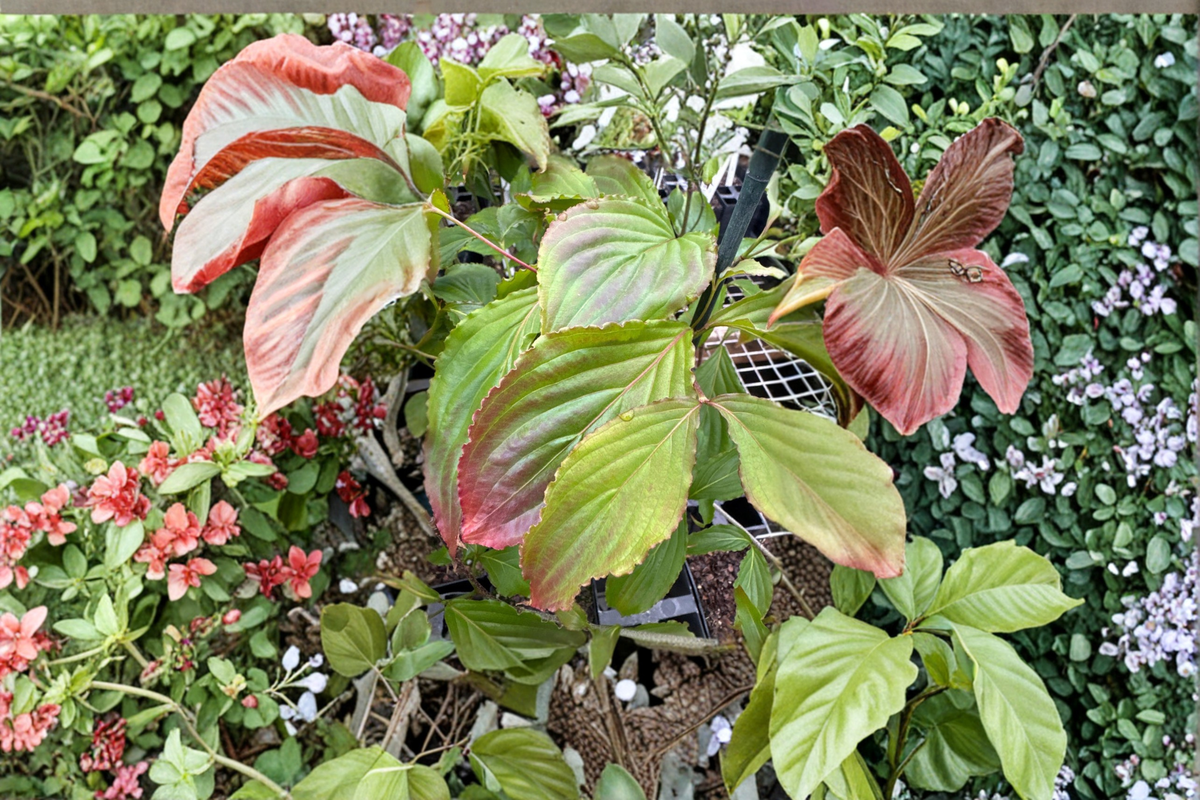 Beni Fuji Dogwood Cornus florida - 12" Live Grafted Tree, Pink Spring Blooms