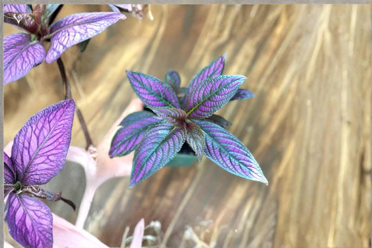 Purple Persian Shield Live Plant - Strobilanthes dyerianus 4.5 inch Pot | Fully Rooted