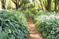 Hosta Wild Imagination Starter Plant in 3-Inch Pot – Variegated Shade Perennial