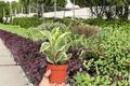 Variegated Peperomia Obtusifolia – 2 Live Plants in 4-Inch Pots