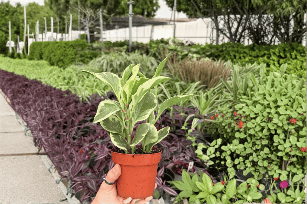 Variegated Peperomia Obtusifolia – 2 Live Plants in 4-Inch Pots