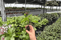 Pinot Noir Hibiscus 2 Live Starter Plants - Hibiscus rosa-sinensis