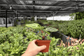 Anthurium Silver Blush x Dorayaki — 2 Exact Live Plants, 4-Inch Pots