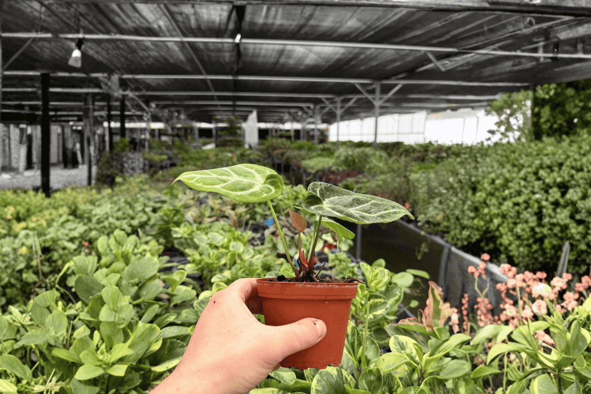 Anthurium Silver Blush x Dorayaki — 2 Exact Live Plants, 4-Inch Pots