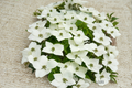 White Kousa Dogwood Tree - 4-5 Ft Live Tree in 3 Gallon Pot (Cornus kousa)