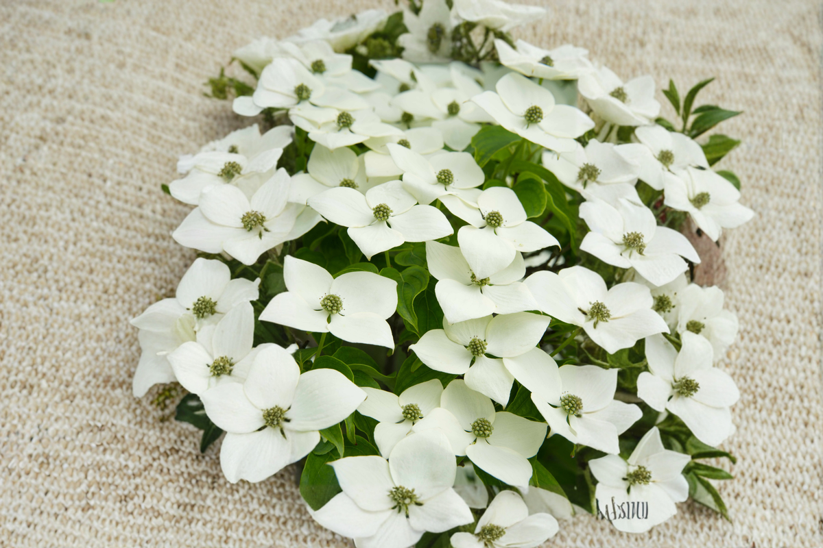 White Kousa Dogwood Tree - 4-5 Ft Live Tree in 3 Gallon Pot (Cornus kousa)