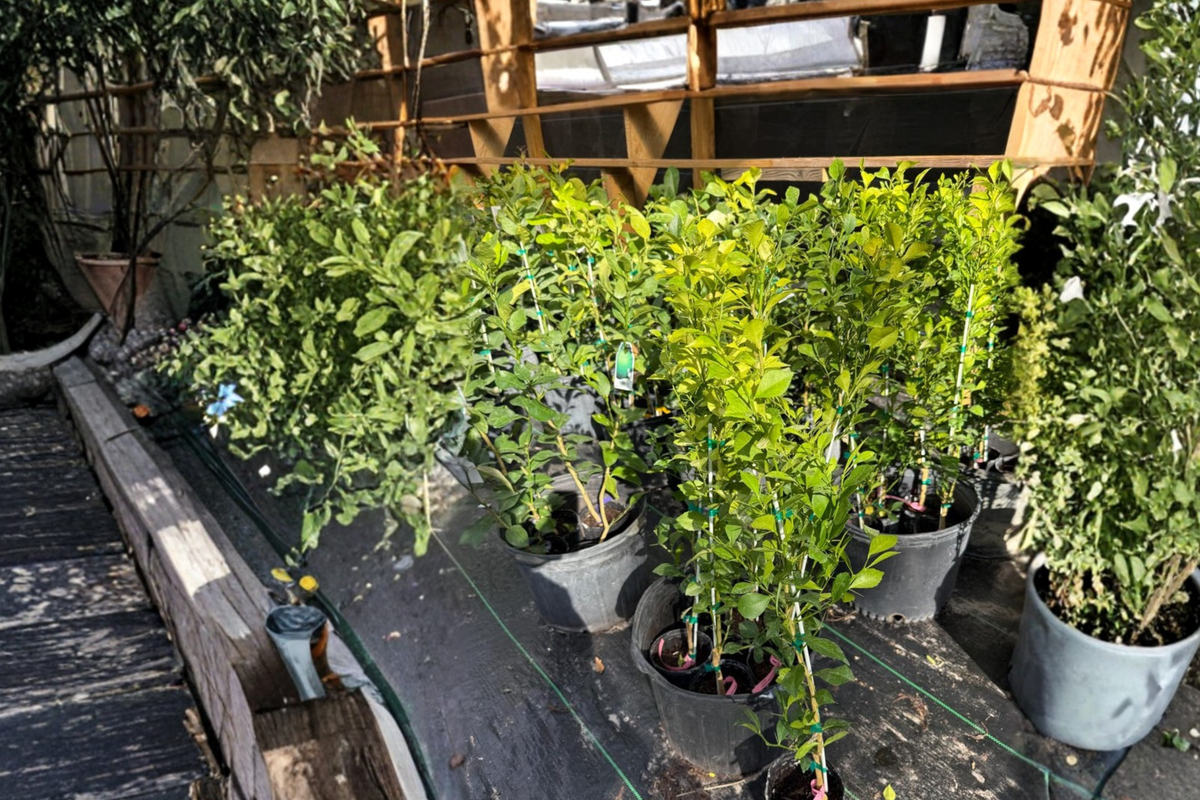 Red Finger Lime Tree KB-8 Grafted - 2 Ft Tall Citrus australasica Live Plant