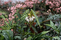 Begonia maculata Polka Dot Begonia Live Starter Plant / Rooted Cutting
