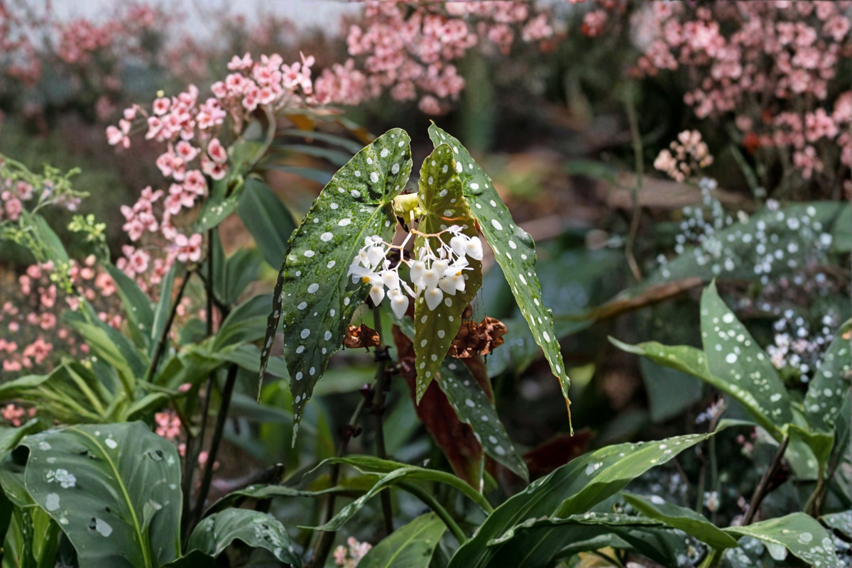 Begonia maculata Polka Dot Begonia Live Starter Plant / Rooted Cutting