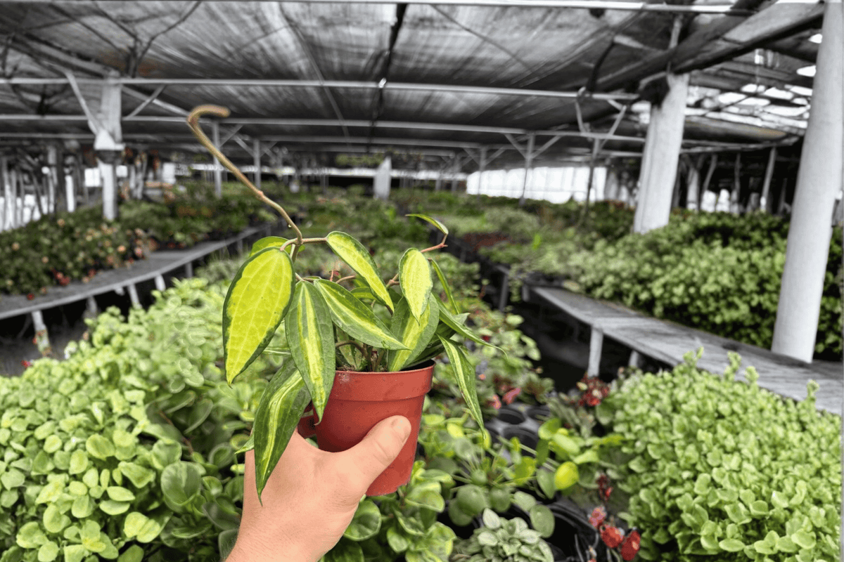 Hoya Macrophylla Pot of Gold - 2 Live Plants in 4-Inch Pots (Exact Plants Shipped Potted)