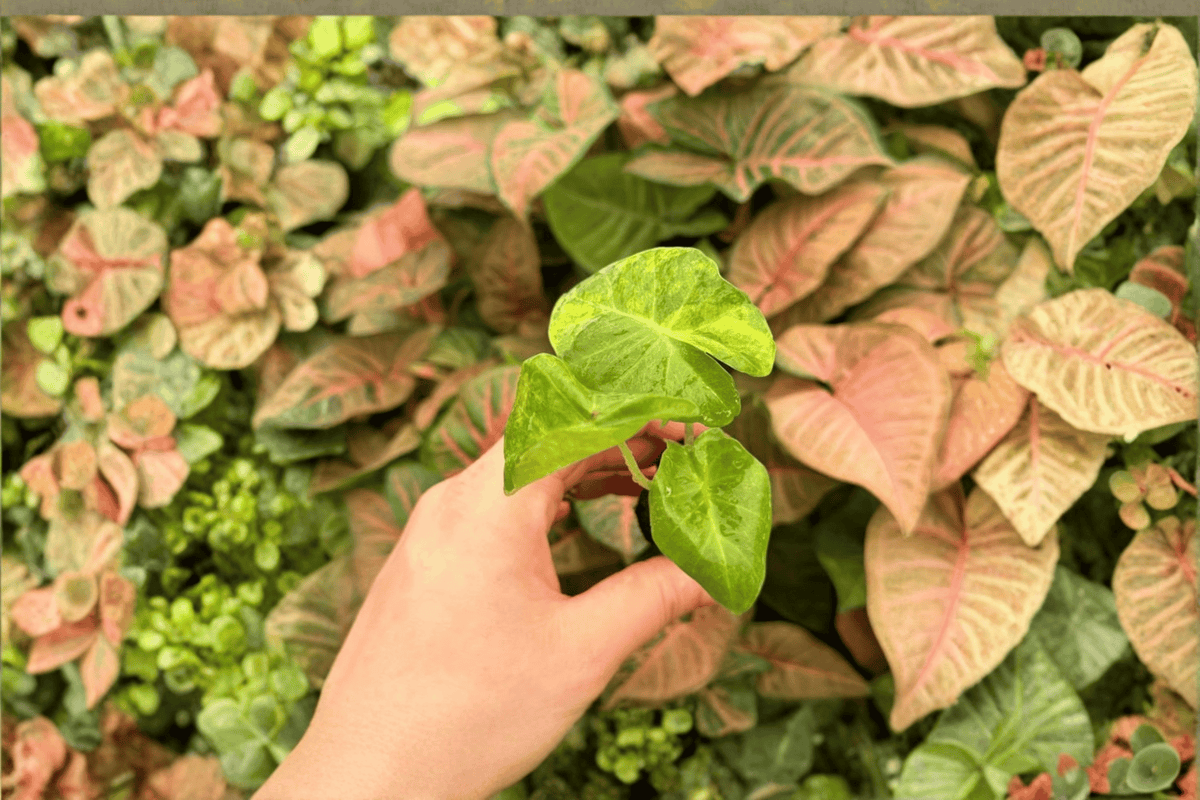 Alocasia Portora Aurea Starter Plants (2) - Variegated Aroid