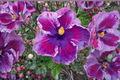 Dark Purple Giant Hibiscus Seeds - 10 Pack | Hibiscus rosa-sinensis