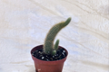 Monkey Tail Cactus - Fuzzy Trailing Cactus Live Plant in 4-Inch Pot