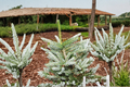 Frosty Korean Fir (Abies koreana ‘Frosty’) - 1 Gallon Pot Live Plant