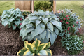 Wind Beneath My Wings Hosta - 3-Inch Pot Starter Plant, Variegated Shade Perennial