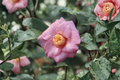 Japanese Camellia Isaribi 1 Gallon Live Plant - Camellia japonica Red Blooming Evergreen Shrub