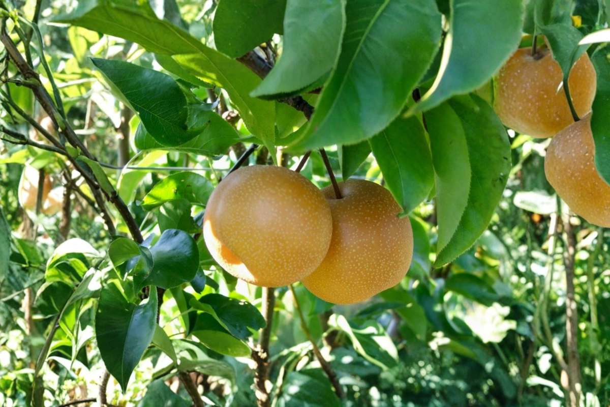 Shinseiki Asian Pear Tree - Grafted, Self-Pollinating, Tall Established Tree Ready to Plant