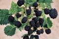 Arapaho Thornless Blackberry Seeds - 30 Seed Pack