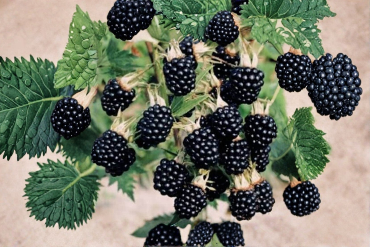 Arapaho Thornless Blackberry Seeds - 30 Seed Pack