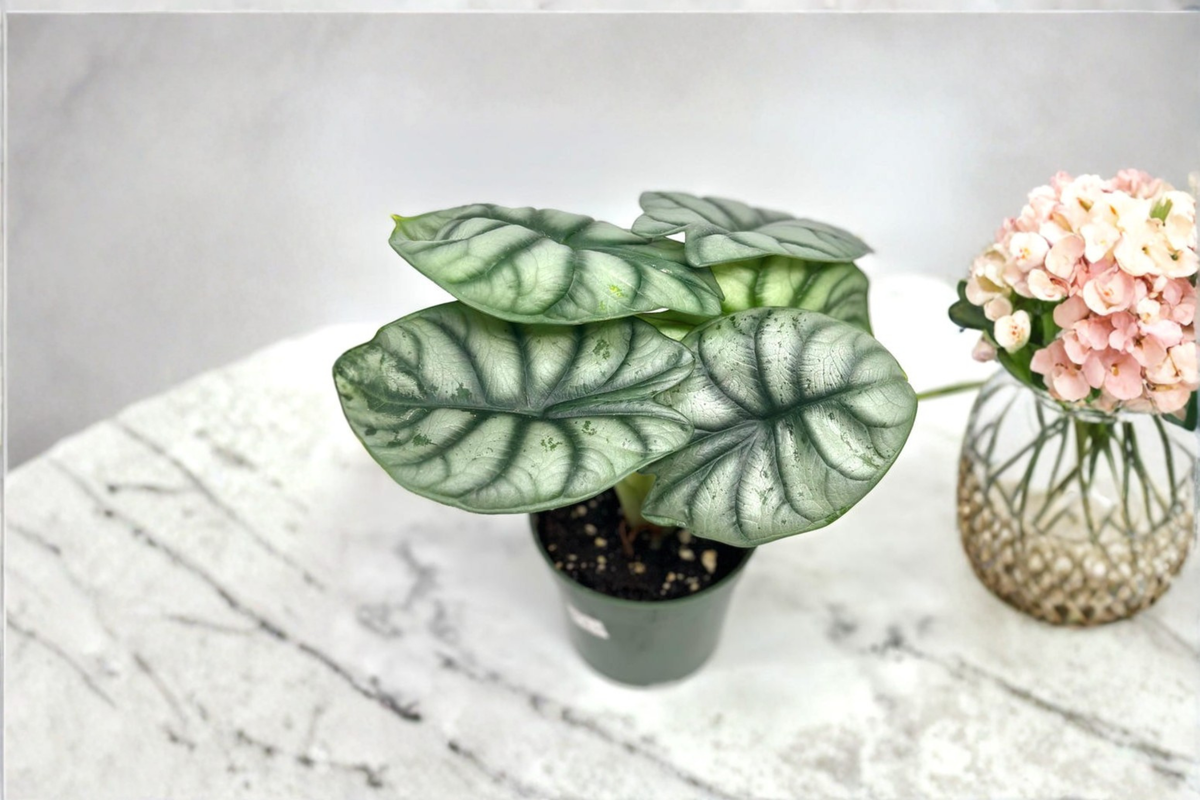 Alocasia Silver Dragon - 4 Inch Rooted Starter Plant