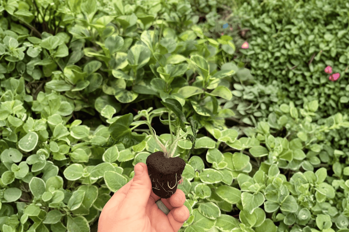 Alocasia Loco Starter Plants (2) - Bare Root, 2-Inch Starter Size