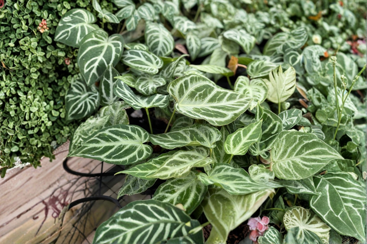 Anthurium Silver Blush Mint Live Plant - 4" Starter in Pot