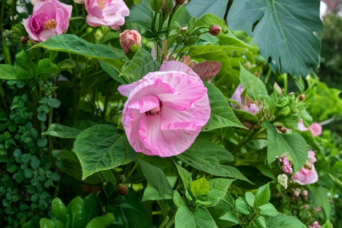 Ballet Slippers Rose Mallow Hibiscus moscheutos - 3 Rooted Starters in 1 Qt Pots