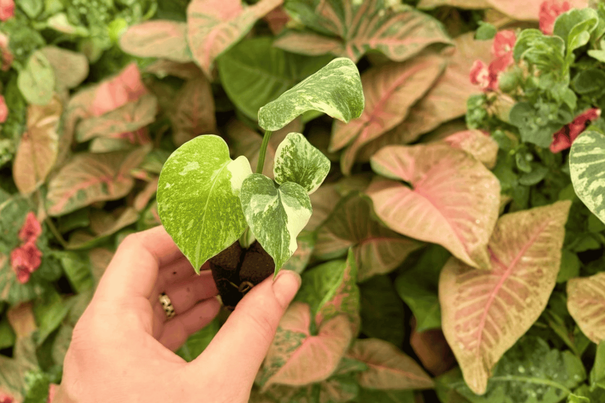 Monstera Legacy 2 Live Starter Plants – Monstera deliciosa ‘Legacy’