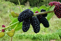 Dwarf Everbearing Mulberry Tree - Morus nigra, 4 ft, Fruiting Age Live Plant