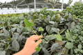 Alocasia Triangularis - 2 Live Starter Plants (2-Inch Pots) Bare Root