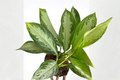 Aglaonema Silver Bay Live Plant - Chinese Evergreen Starter Plant / Rooted Cutting