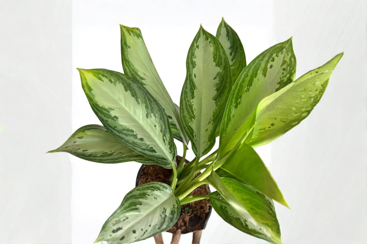Aglaonema Silver Bay Live Plant - Chinese Evergreen Starter Plant / Rooted Cutting