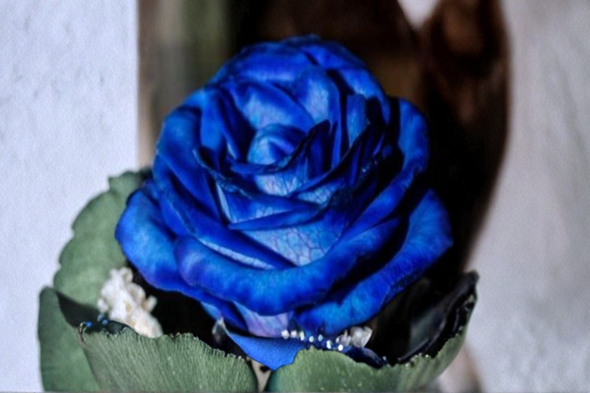 Hampton Blue Rose Seeds - 30 Pack Rare Blue-Toned Rose Seeds for Cottage Gardens