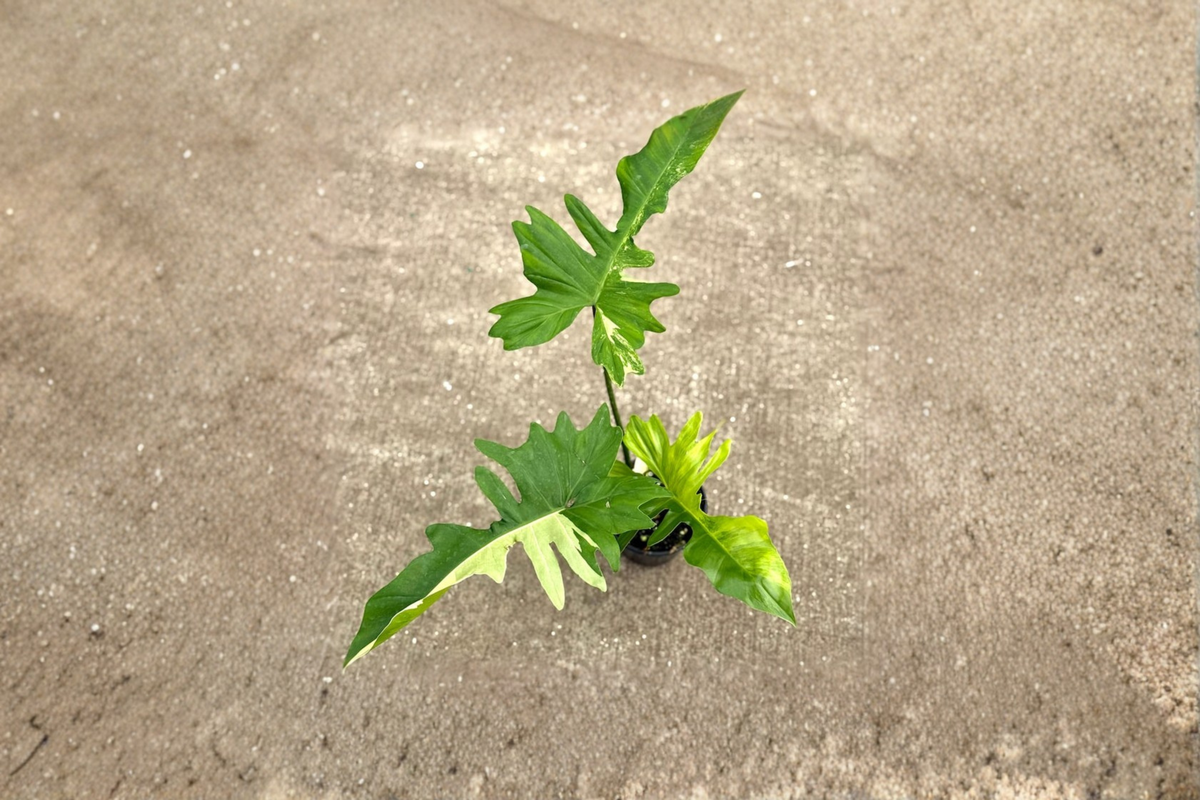 Philodendron Florida Beauty x Mayoi Live Plant | 3–4 inch Pot Starter Hybrid