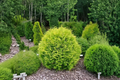 Golden Globe Arborvitae Aurea 4-Inch Pot Thuja occidentalis Aurea Dwarf Evergreen Shrub