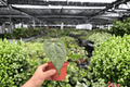 Anthurium Dark Phoenix x Besseae Live Plants - 2 Exact Plants in 4-Inch Pots