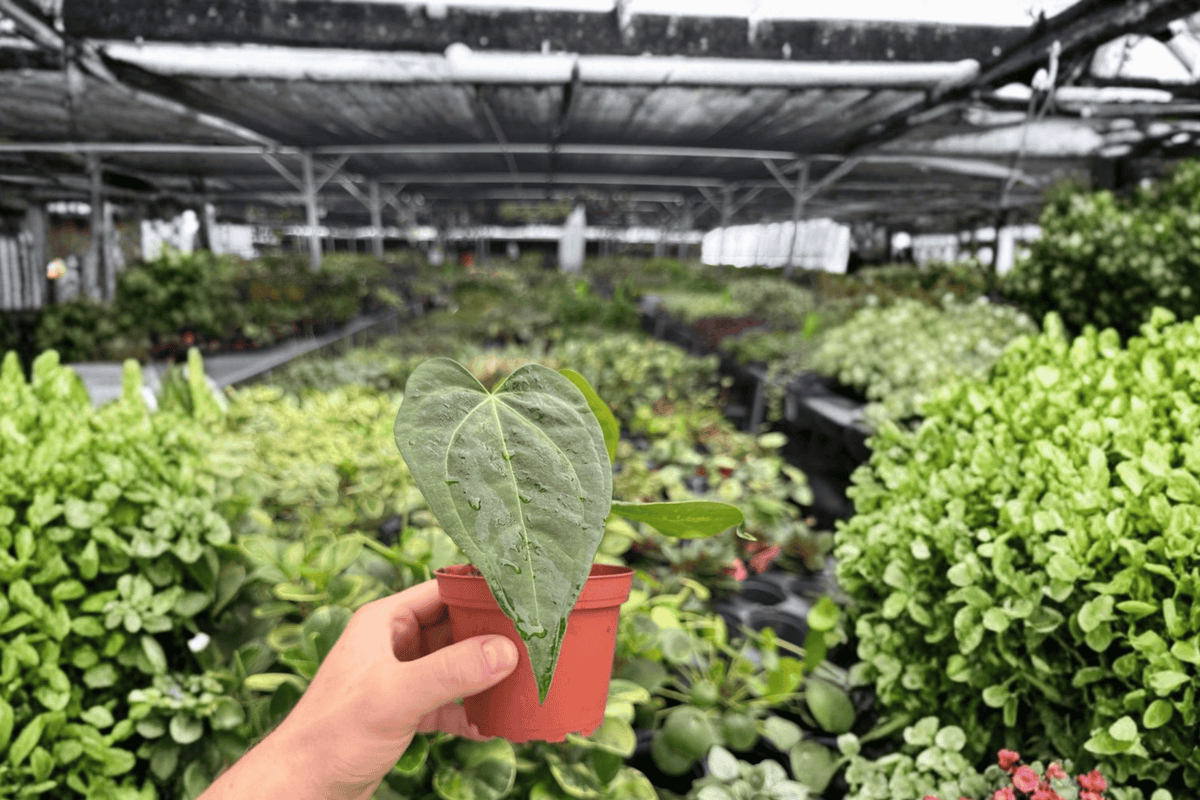 Anthurium Dark Phoenix x Besseae Live Plants - 2 Exact Plants in 4-Inch Pots