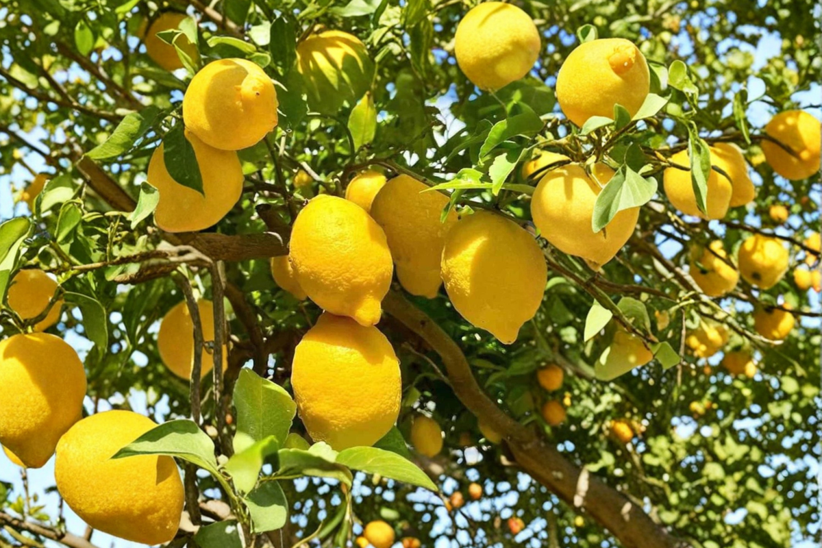 Dwarf Meyer Lemon Tree (Citrus × meyeri) - Air Layered, 2 ft+ tall, 1 Gallon Pot
