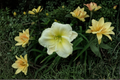 Daylily Gentle Manners – 3 Bare Root Plants