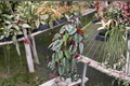 Cissus discolor Rex Begonia Vine - Rooted Starter Plant