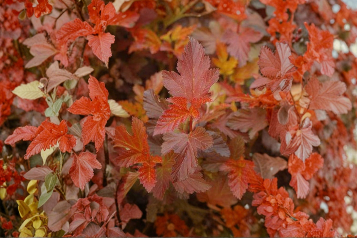 Center Glow Ninebark Live Plant (Physocarpus opulifolius) 4-Inch Pot