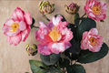Variegated Camellia ‘Charlean’ 1 Gallon Live Plant - Camellia japonica Pink/White Variegated