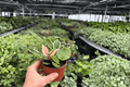 Hoya Carnosa Albomarginata – 2 Live Plants in 4-Inch Pots (Exact Plants Shipped Potted)